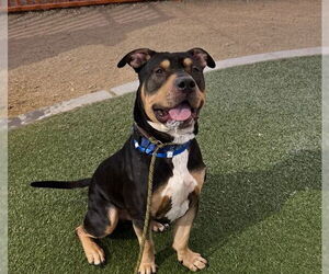 American Pit Bull Terrier-Unknown Mix Dogs for adoption in Las Vegas, NV, USA