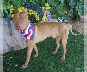 American Pit Bull Terrier Dogs for adoption in Oklahoma City, OK, USA