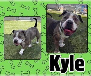 Mutt Dogs for adoption in Pearland, TX, USA