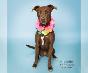 Mutt Dogs for adoption in Corona, CA, USA