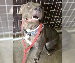 American Pit Bull Terrier-Unknown Mix Dogs for adoption in Riverside, CA, USA