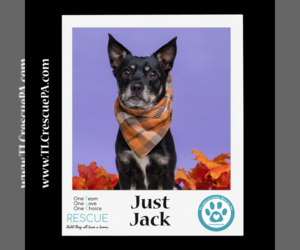 Jack Chi Dogs for adoption in Kimberton, PA, USA