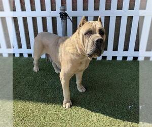 Mutt Dogs for adoption in Modesto, CA, USA