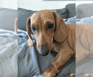 Dachshund Dogs for adoption in Hesperia, CA, USA