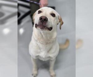 Labrador Retriever Dogs for adoption in Temple, TX, USA