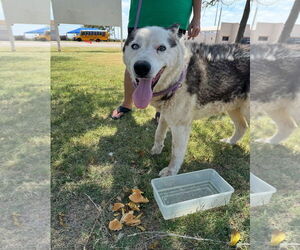 Siberian Husky-Unknown Mix Dogs for adoption in Grafton, WI, USA