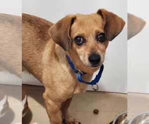 Chihuahua Dogs for adoption in Walnutport, PA, USA