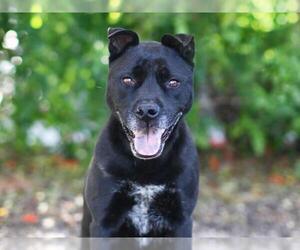 Labrador Retriever-Unknown Mix Dogs for adoption in Tavares, FL, USA