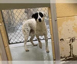 Rat Terrier-Unknown Mix Dogs for adoption in Tulsa, OK, USA