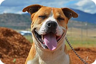 Bullboxer Pit Dogs for adoption in Yreka, CA, USA