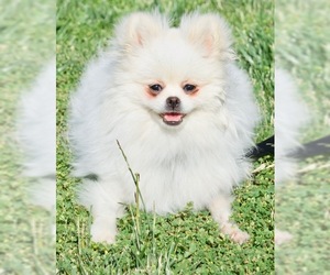 Pomeranian Dogs for adoption in Palo Alto, CA, USA
