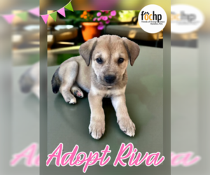 Labrador Retriever-Unknown Mix Dogs for adoption in Menifee, CA, USA