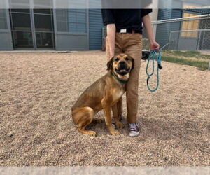 Shepweiller Dogs for adoption in Fort Collins, CO, USA