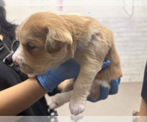 German Shepherd Dog-Unknown Mix Dogs for adoption in San Bernardino, CA, USA