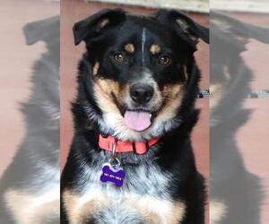 Australian Shepherd-Unknown Mix Dogs for adoption in Siren, WI, USA