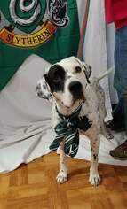 Pointer Dogs for adoption in Trenton, MO, USA