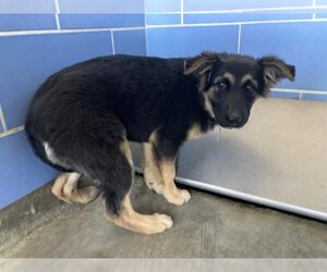 German Shepherd Dog Dogs for adoption in Norco, CA, USA