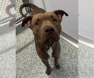 American Pit Bull Terrier-Unknown Mix Dogs for adoption in Salisbury, NC, USA