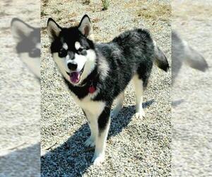 Alaskan Malamute Dogs for adoption in Lake City, MI, USA