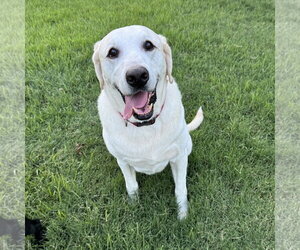 Labrador Retriever Dogs for adoption in Fort Worth, TX, USA