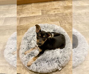 Mutt Dogs for adoption in San Diego, CA, USA
