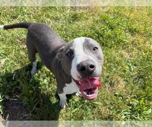 American Pit Bull Terrier-Unknown Mix Dogs for adoption in McKinleyville, CA, USA