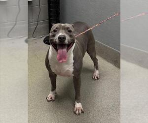 American Pit Bull Terrier-Unknown Mix Dogs for adoption in Las Vegas, NV, USA
