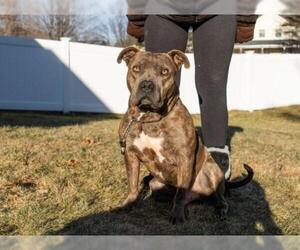 American Pit Bull Terrier Dogs for adoption in Fultonham, NY, USA