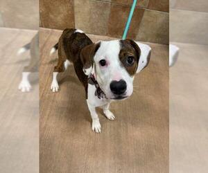 Boxer-Jack Russell Terrier Mix Dogs for adoption in Chandler, AZ, USA