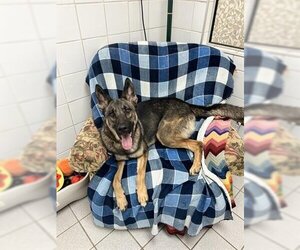 German Shepherd Dog-Unknown Mix Dogs for adoption in Canfield, OH, USA