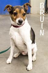 Rat Terrier Dogs for adoption in St Helens, OR, USA