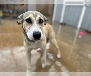 Gerberian Shepsky Dogs for adoption in HESPERIA, CA, USA