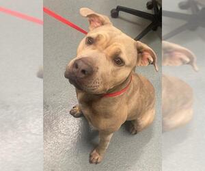 American Pit Bull Terrier-Labrador Retriever Mix Dogs for adoption in Baytown, TX, USA