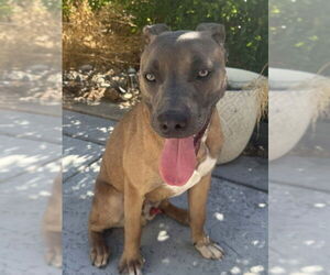 American Pit Bull Terrier Dogs for adoption in Tracy, CA, USA