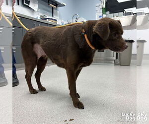 Labbe Dogs for adoption in Washington, DC, USA
