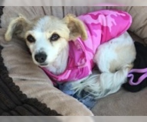Cav-A-Malt Dogs for adoption in Agoura Hills, CA, USA