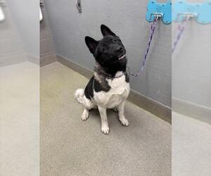 Akita-Unknown Mix Dogs for adoption in Las Vegas, NV, USA