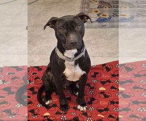 American Pit Bull Terrier-Labrador Retriever Mix Dogs for adoption in Brewster, NY, USA