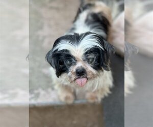 Shih Tzu Dogs for adoption in Dana Point, CA, USA