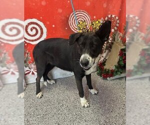 Border Collie-Unknown Mix Dogs for adoption in Henderson, NV, USA