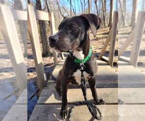 Beagle-Unknown Mix Dogs for adoption in Greensboro, NC, USA
