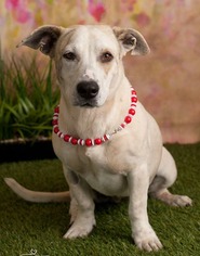 Basset Hound Dogs for adoption in Tempe, AZ, USA