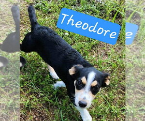 Mutt Dogs for adoption in Foristell, MO, USA