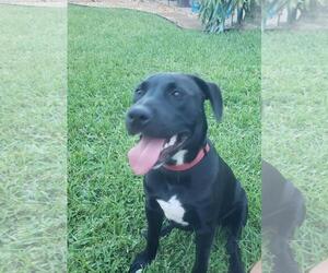 Mutt Dogs for adoption in Royal Palm Beach, FL, USA