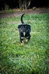 Boxweiler Dogs for adoption in Brookeville, MD, USA