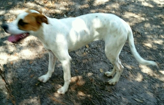 Labrador Retriever-Unknown Mix Dogs for adoption in Gainesville, FL, USA