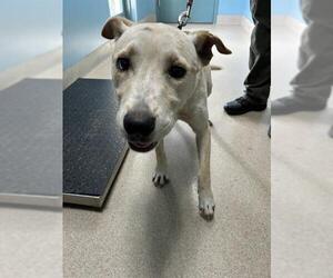 American Pit Bull Terrier Dogs for adoption in Newton, NC, USA