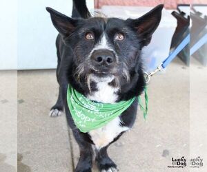 Australian Shepherd-Cairn Terrier Mix Dogs for adoption in Washington, DC, USA