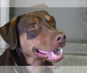 Doberman Pinscher-Labrador Retriever Mix Dogs for adoption in Washougal, WA, USA