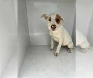 Labrador Retriever-Unknown Mix Dogs for adoption in Houston, TX, USA